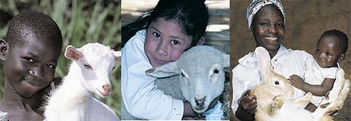 Heifer International for Christmas