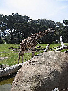 Which Animal Is Your Favorite? 