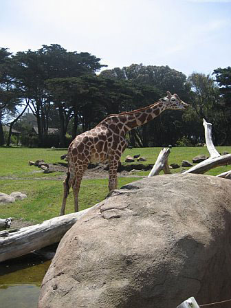 Which Animal Is Your Favorite? 