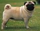 wilma_toribio wilma_toribio