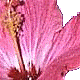 nafei