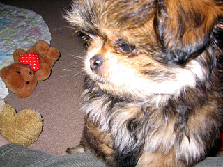 My Dog Roxy