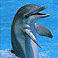 dolphingirl