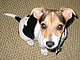 doodlebug's picture