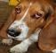 droopy droopy