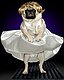 puglady puglady