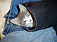 MiztikleCat MiztikleCat