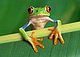 pleasecroak