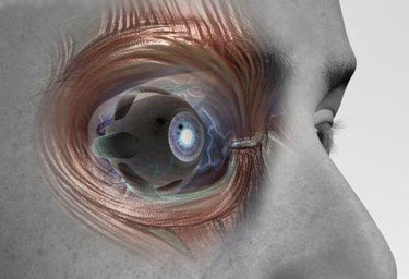 Orbital Bone