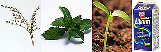 DIY Spa Treatment: Alfalfa Mint Footbath 