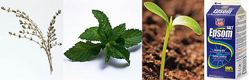 DIY Spa Treatment: Alfalfa Mint Footbath 