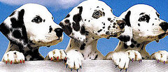 How Far Do You Go When Grooming Your Pets?