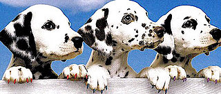 How Far Do You Go When Grooming Your Pets?