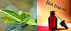 BellaSugar's Guide To Tea Tree Oil Products