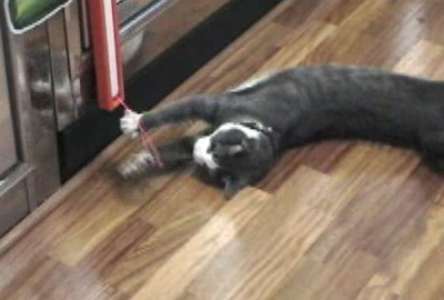 New Year of Gifts: Instinctive Cats