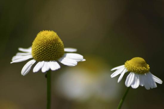 DIY Beauty: Sensitive Skin Care