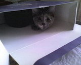 she's watching you...