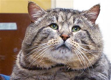 Just like with people, diabetes rising in pets - Creature Comforts- msnbc.com