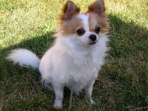 Charlie