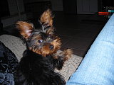 The newest Yorkie The newest Yorkie