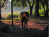 My Horse Cherokee My Horse Cherokee