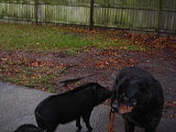 Wilbur playing with the rotties Wilbur playing with the rotties