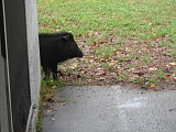 Wilbur peeking out Wilbur peeking out