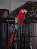 Big Red aka Houdini aka The Terror! Big Red aka Houdini aka The Terror!