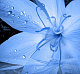 Lil2Blue