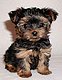 izzy1235