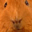 guineapiggin9's picture