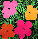 birdy jane's picture