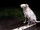 wags0007