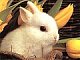 Ms Bunny
