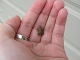Tons of tiny toads showed up in my yard one night...