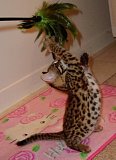 Roo the night we brought him home