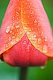 laxchik07's picture