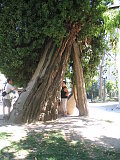 The oldest tree in Paris