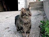 My cat, Grendel