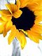 sunshine23 sunshine23