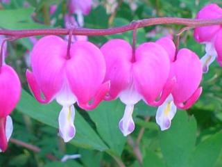 Su Casa: A Fairytale Flower Garden