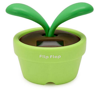 Love It or Hate It? Flip Flap Plant   
