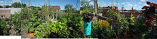 Fall Garden Inspiration:  Seed Catalogs (and Sites)