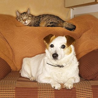 Pet Beds For Modern Interiors