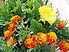 Name This Flower