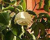 Garden Therapy:  Can You Help With This Rose?