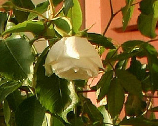 Garden Therapy:  Can You Help With This Rose?