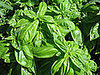 Name This Herb