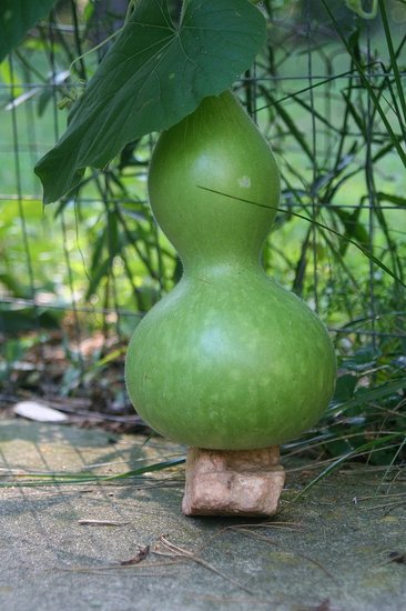 Name This Plant
