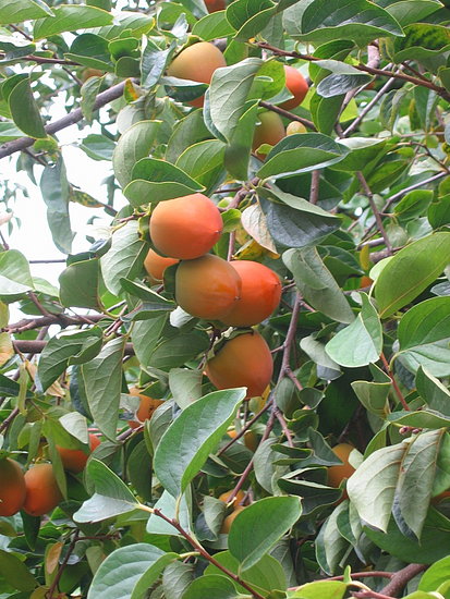 Name This Fruit Name This Fruit